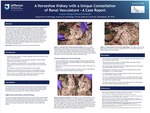 A Horseshoe Kidney with a Unique Constellation of Renal Vasculature - A Case Report by Guiyan Zhang and Richard Schmidt