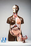 Head and Torso Model, Separable Abdominal Organs and Dual Genitalia