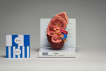 Kidney Model, Sectioned