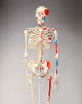 Skeleton Articulated Model, With Muscle Paintings